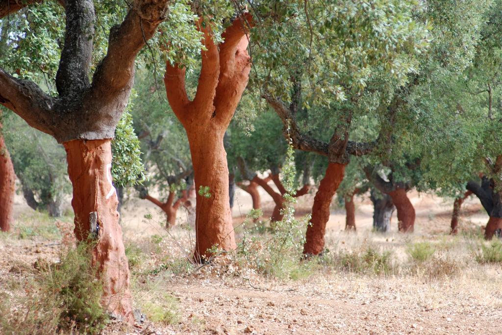 Bubulcus And Bolotas - Off Grid Nature Holiday Home Vimieiro  Dış mekan fotoğraf